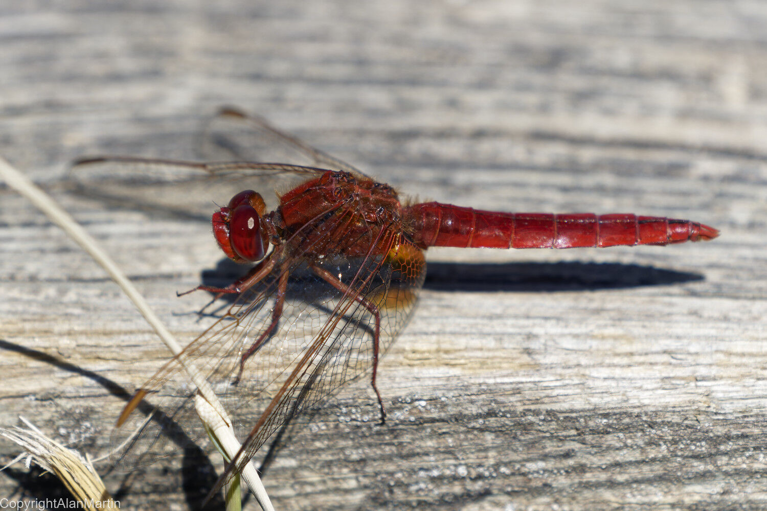 13. Scarlet Darter