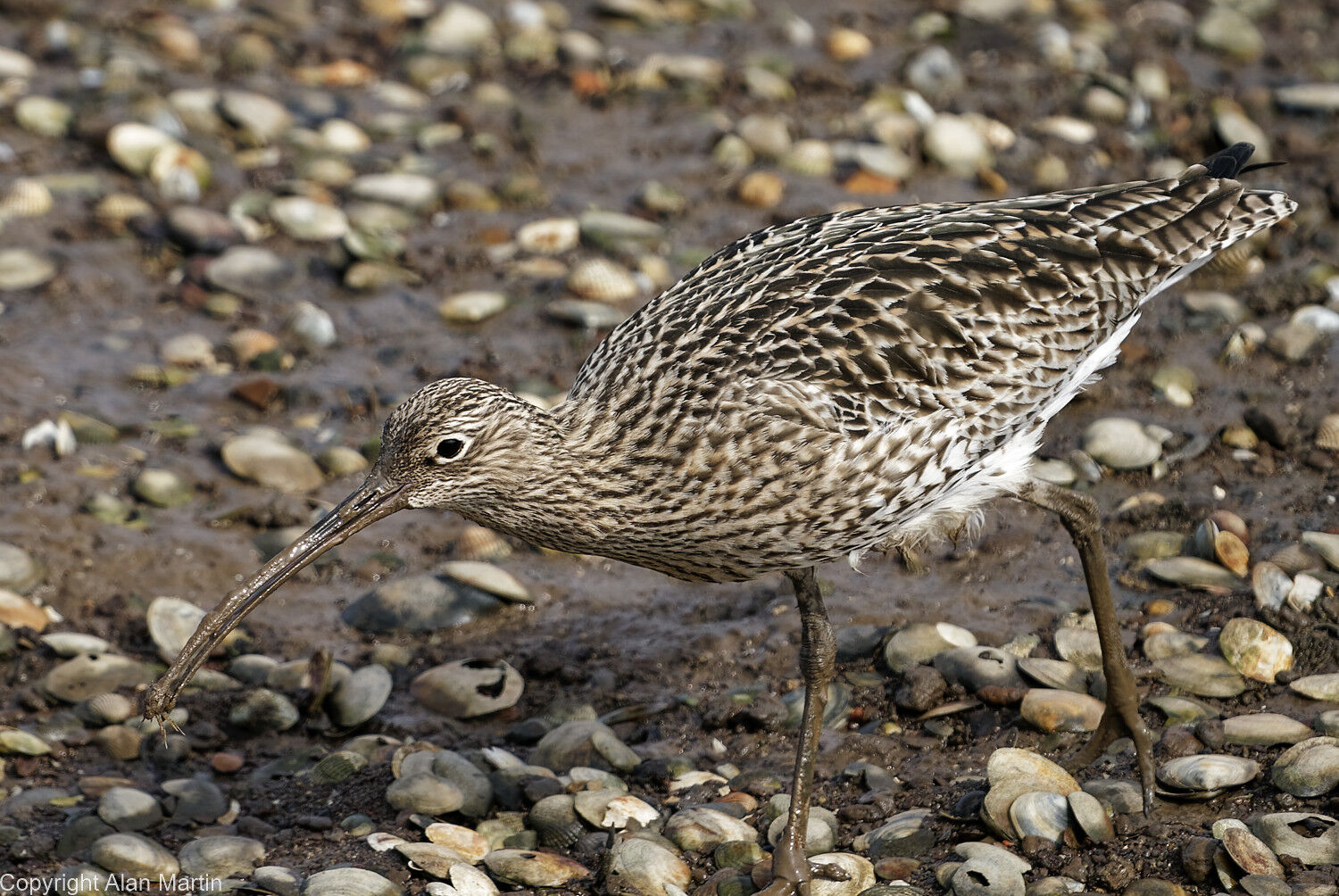 13  Curlew