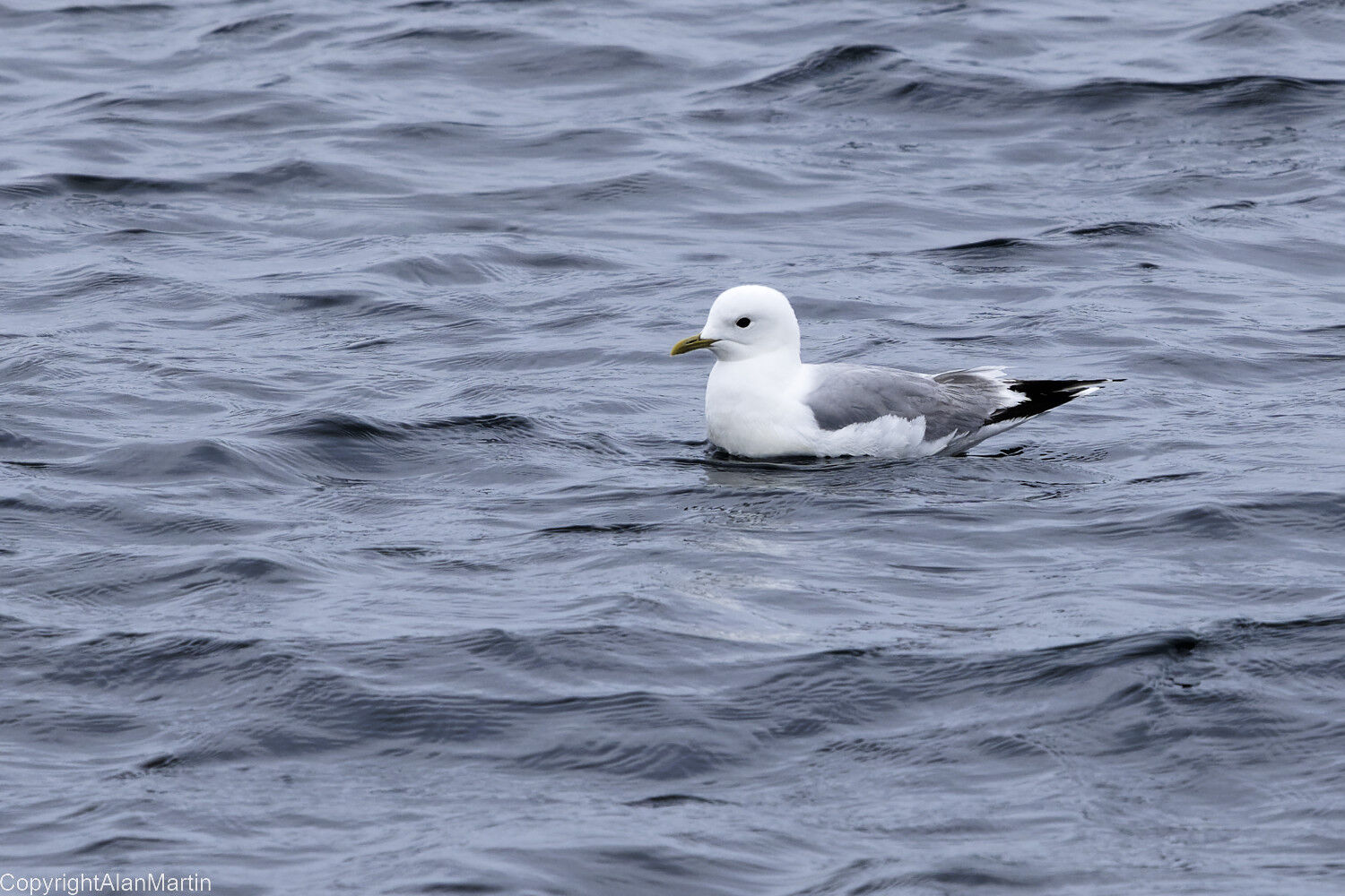 14. Common Gull