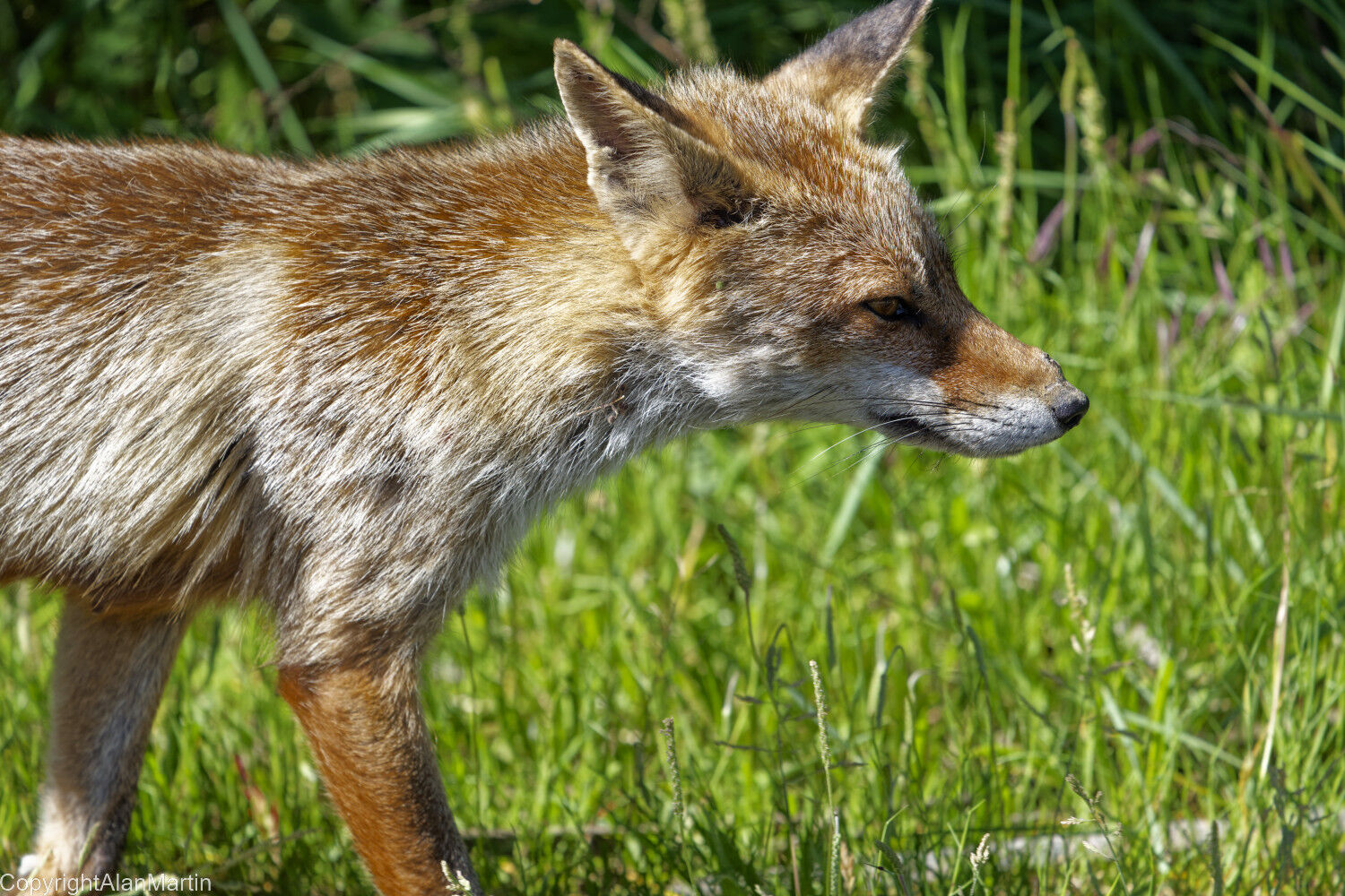 14. Fox
