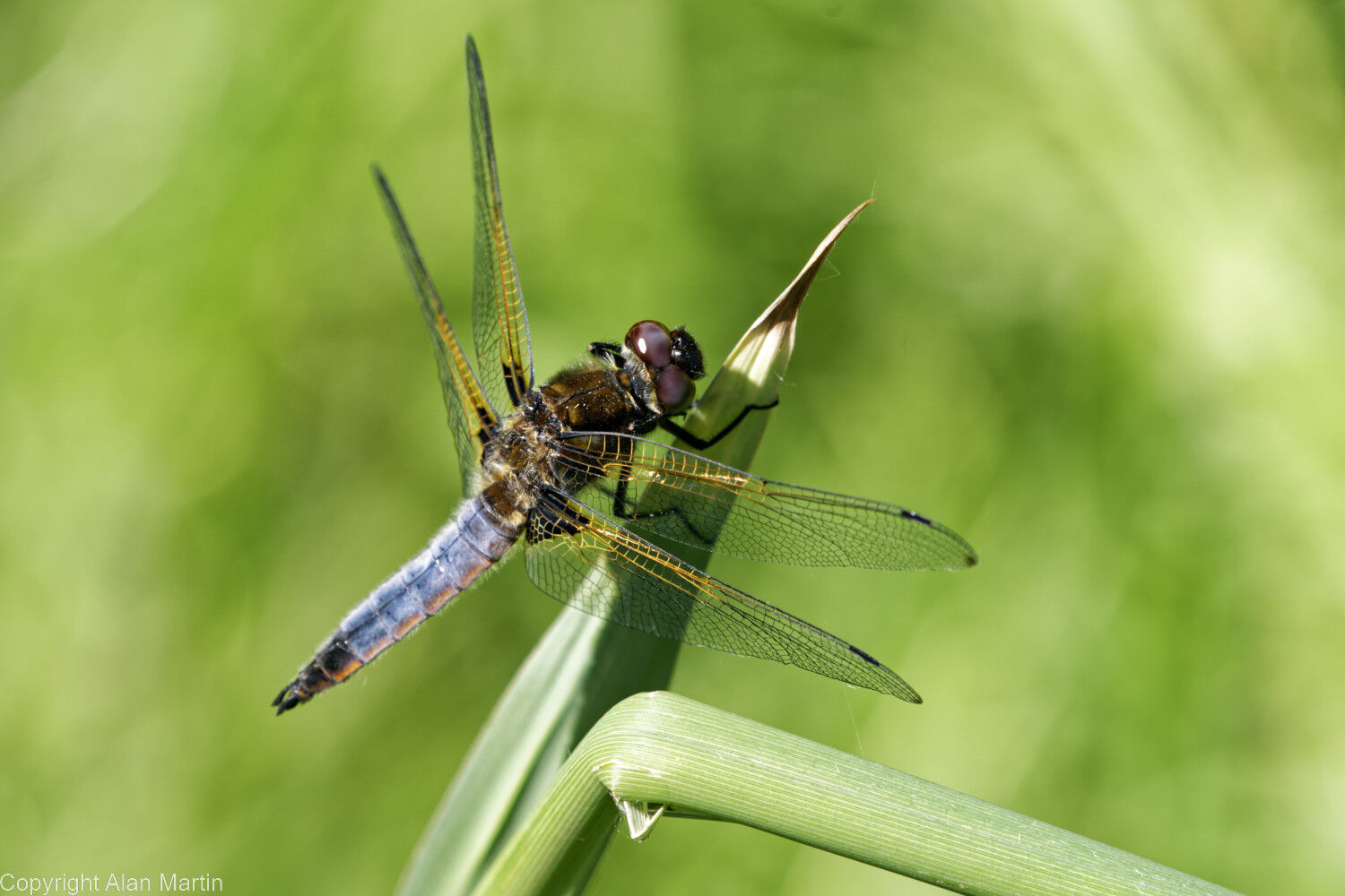 14 Immature male