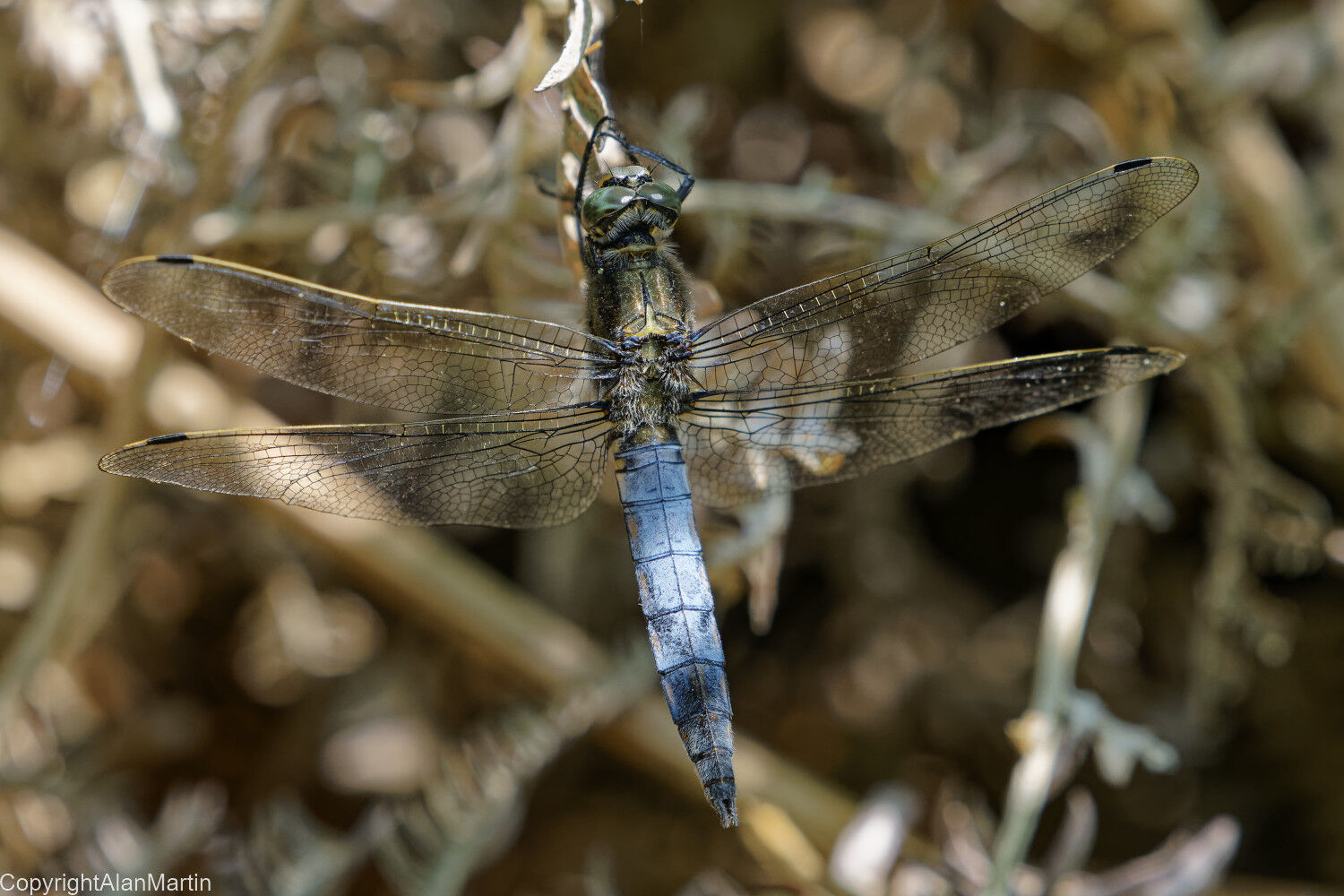 14 Black-tailed skimmer, male