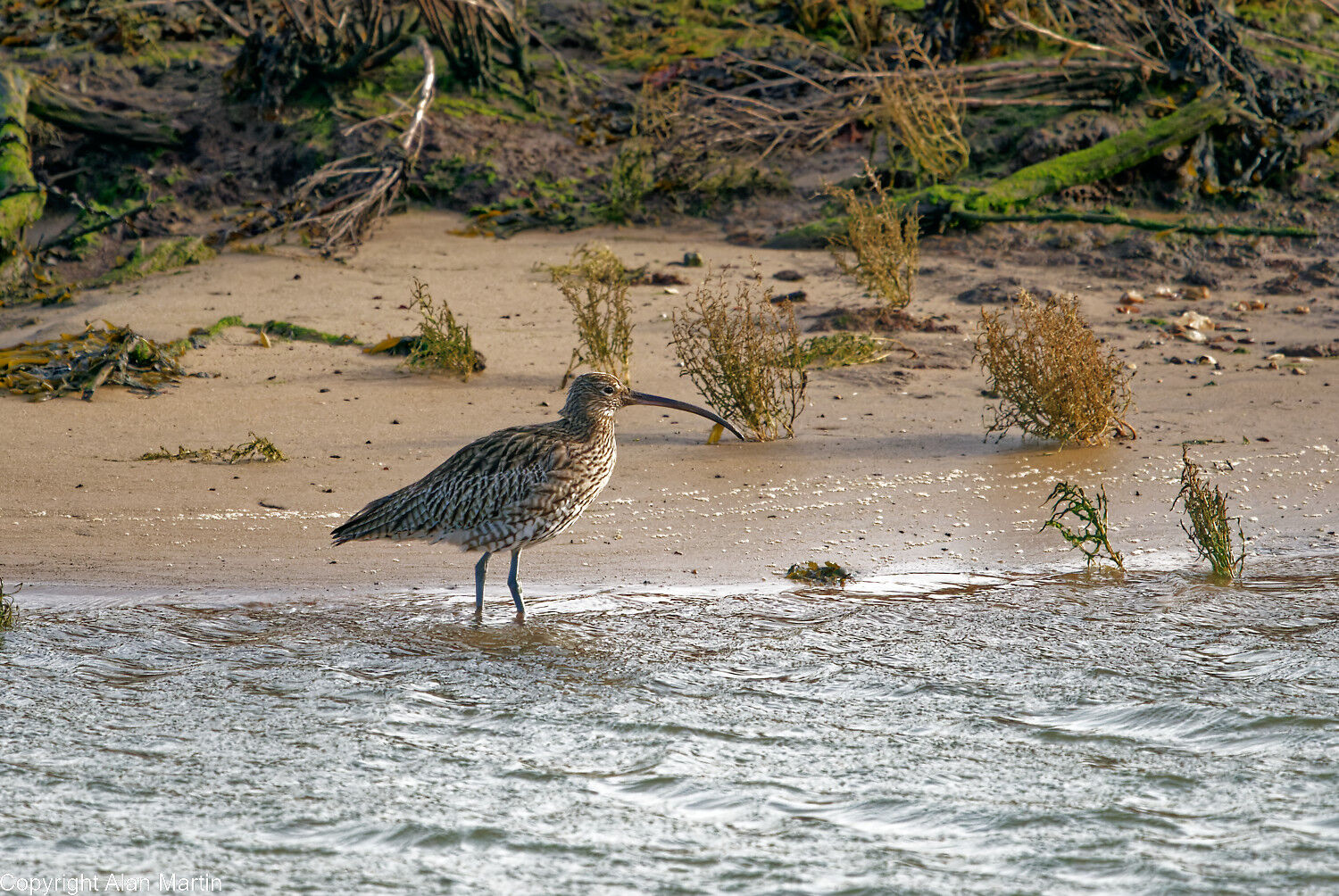14 Curlew