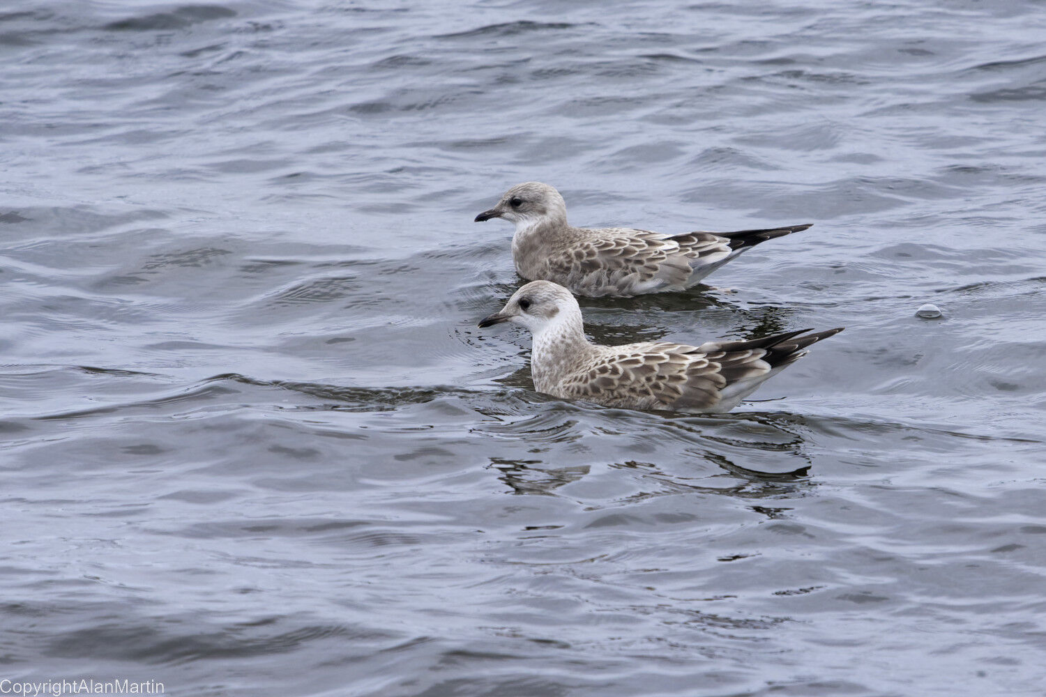 15. Common Gull young