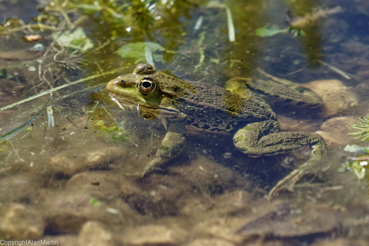 15. Marsh Frog
