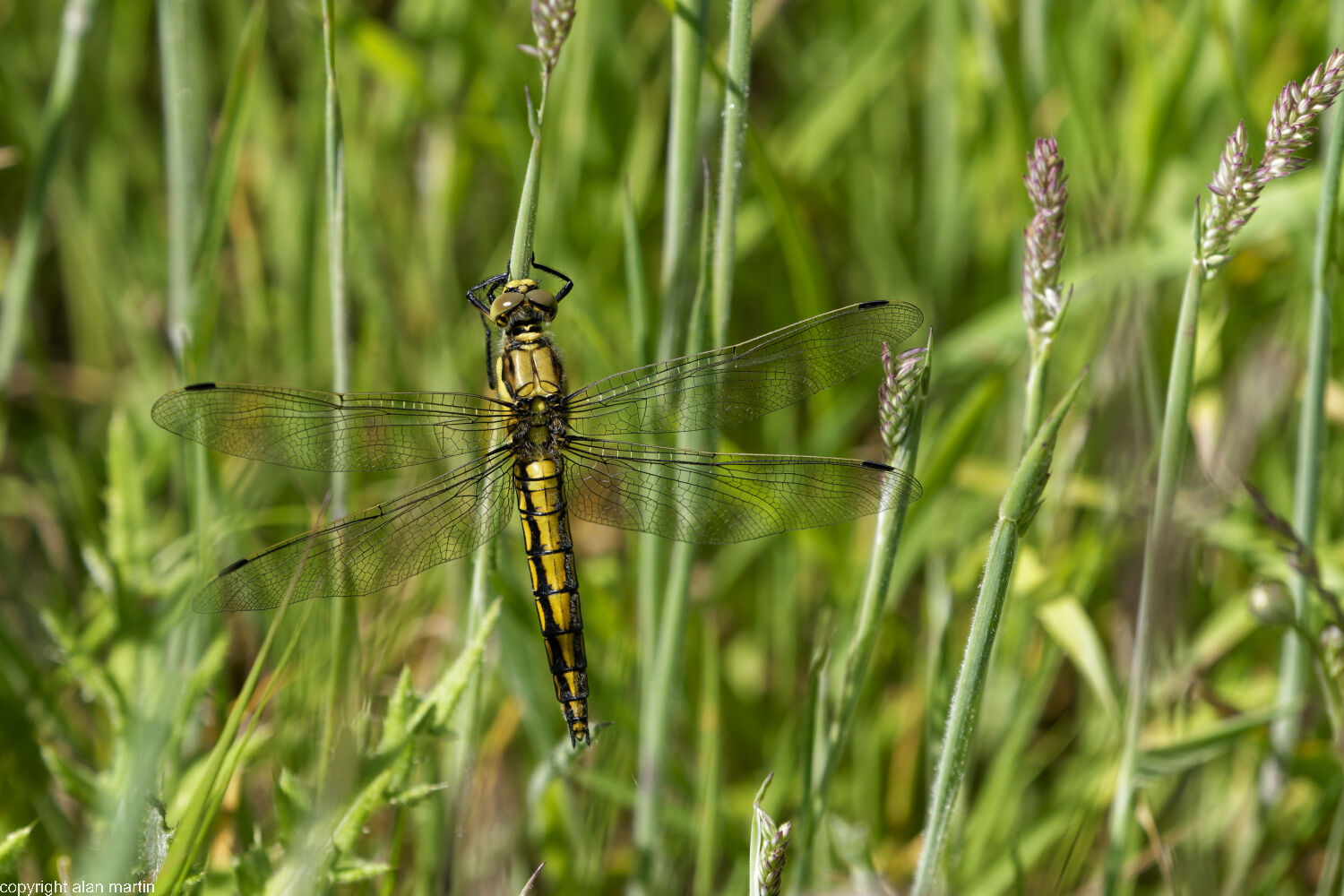 15 Black-tailed skimmer, female