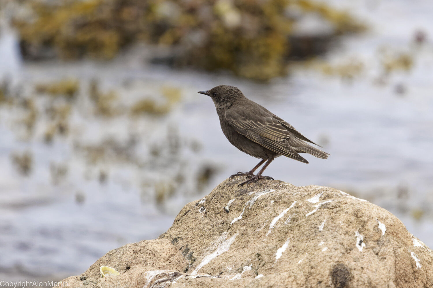 16. Rock Pipit