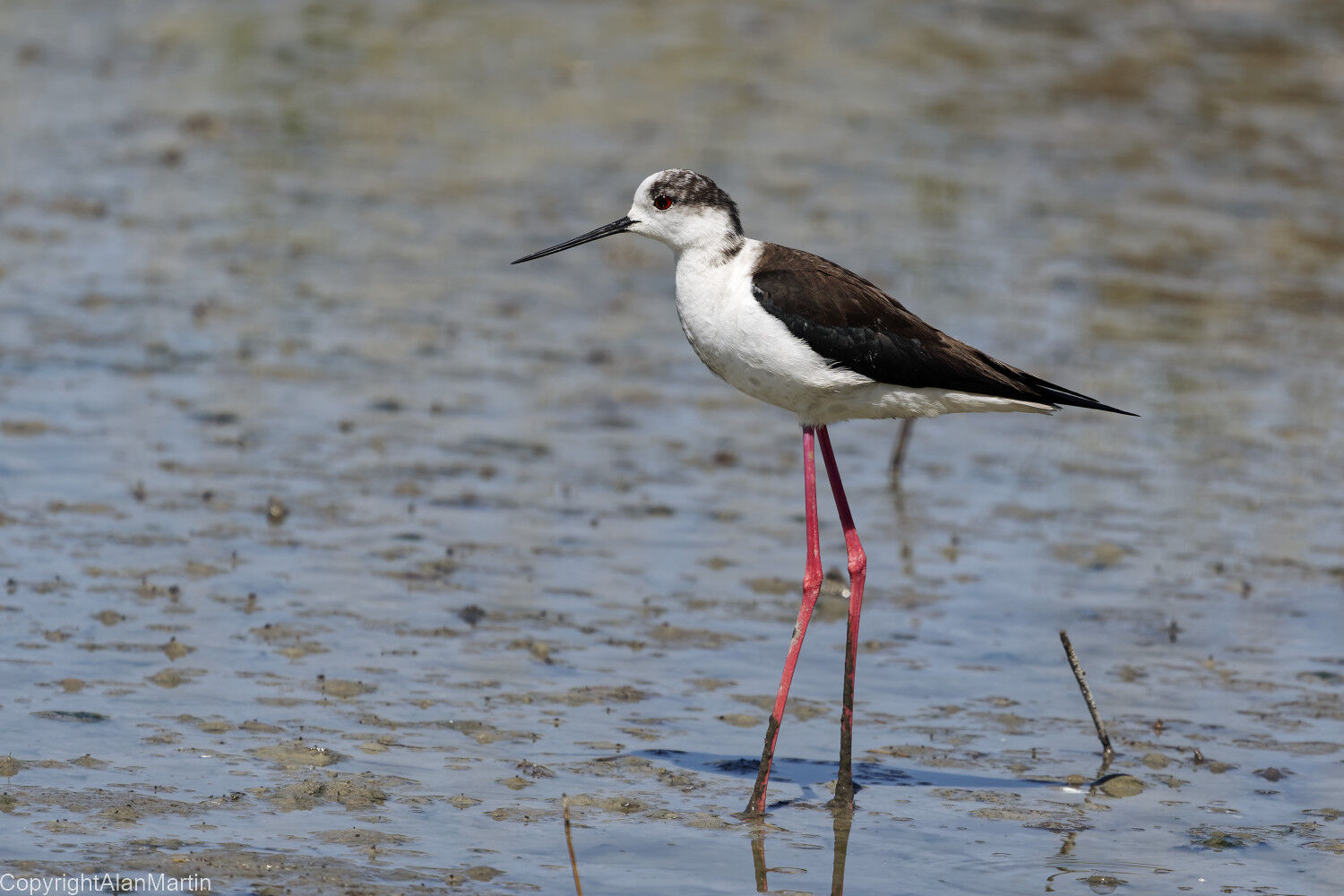 16.  Black-winged Stilt