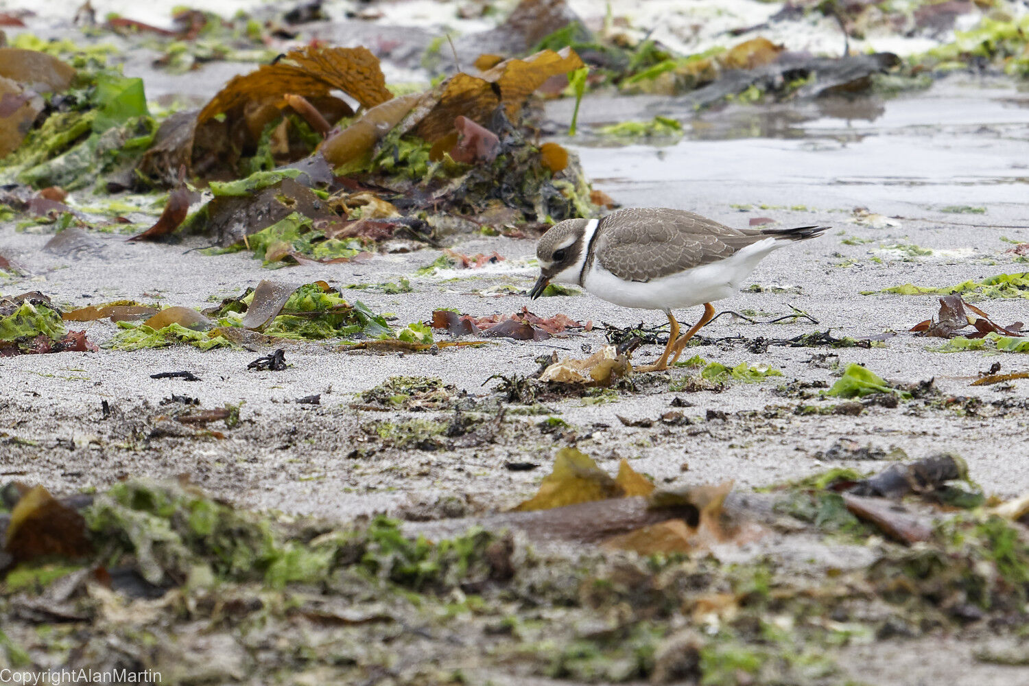 17. Sanderling