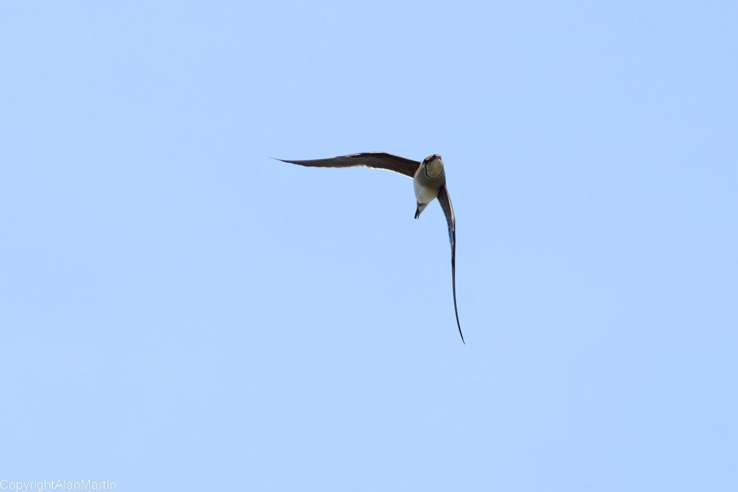 17. Collared Pratincole