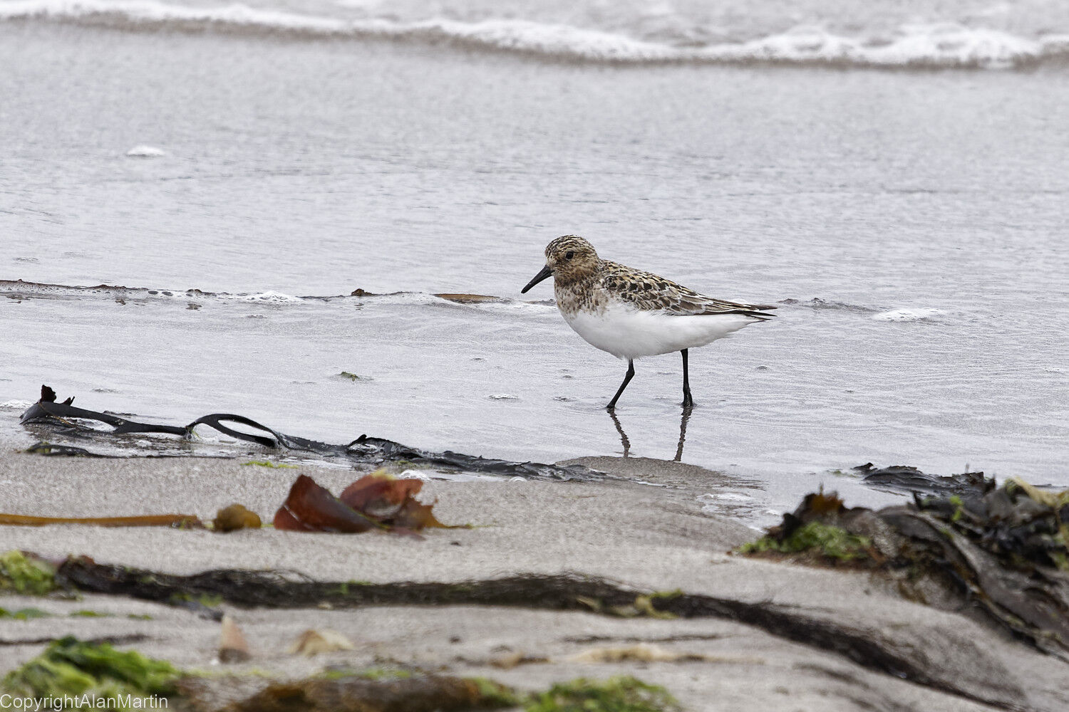 17.  Sanderling