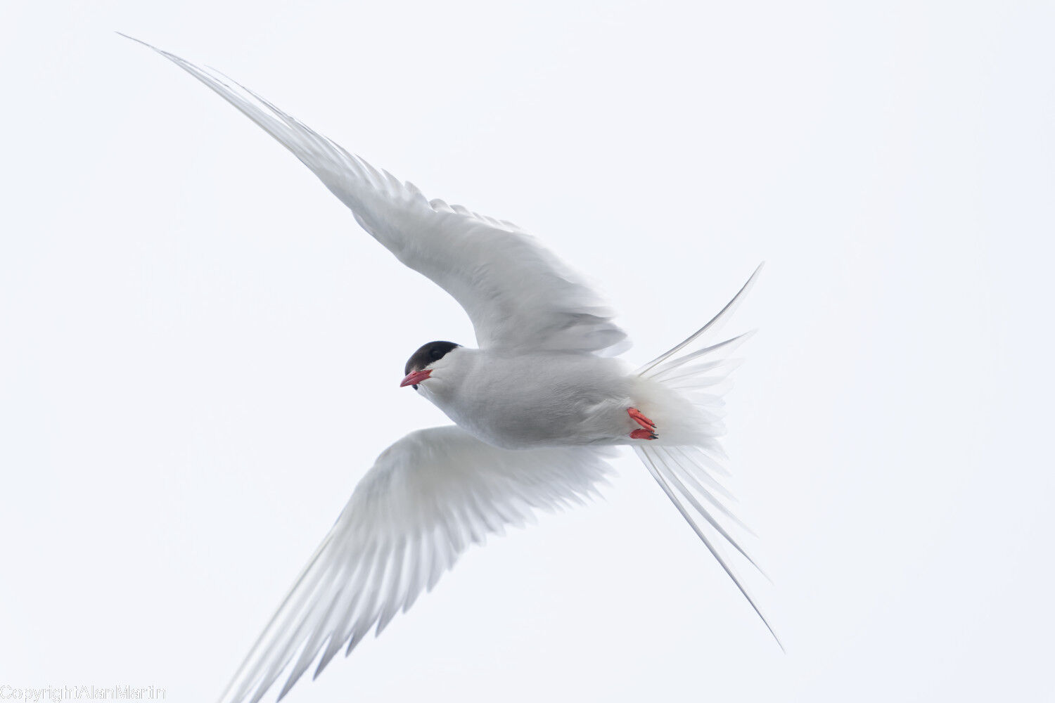 18. Arctic Tern in flight