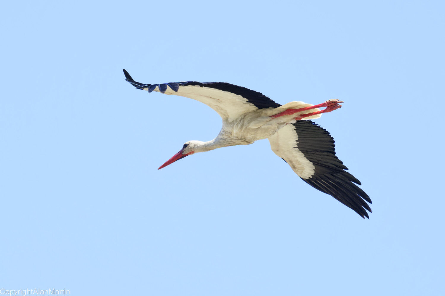 18. White Stork