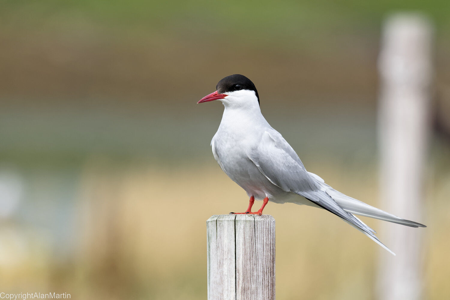 19. Arctic Tern