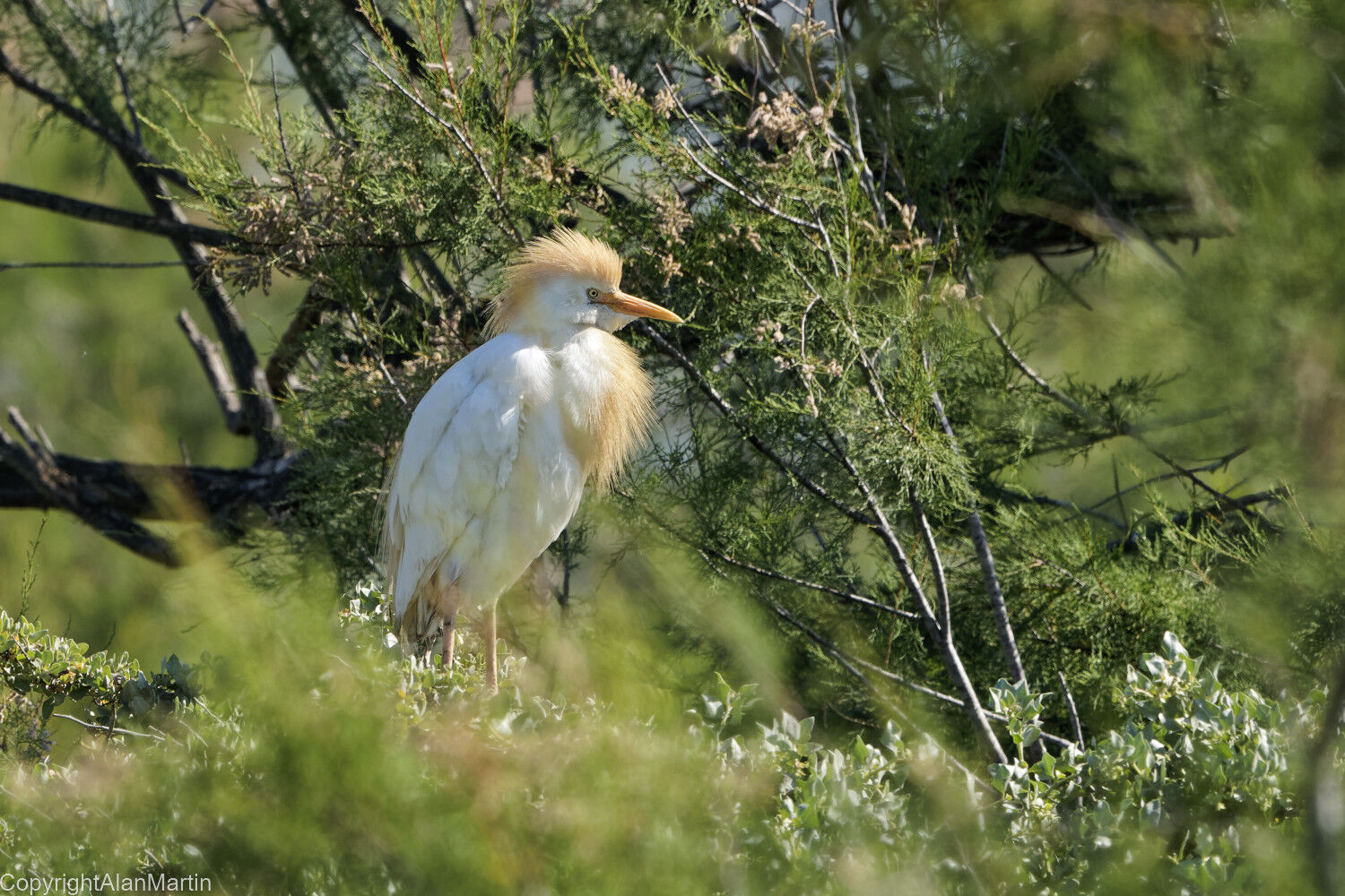 19. Western Cattle Egret