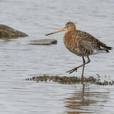 Black-tailed godwit and Redshank