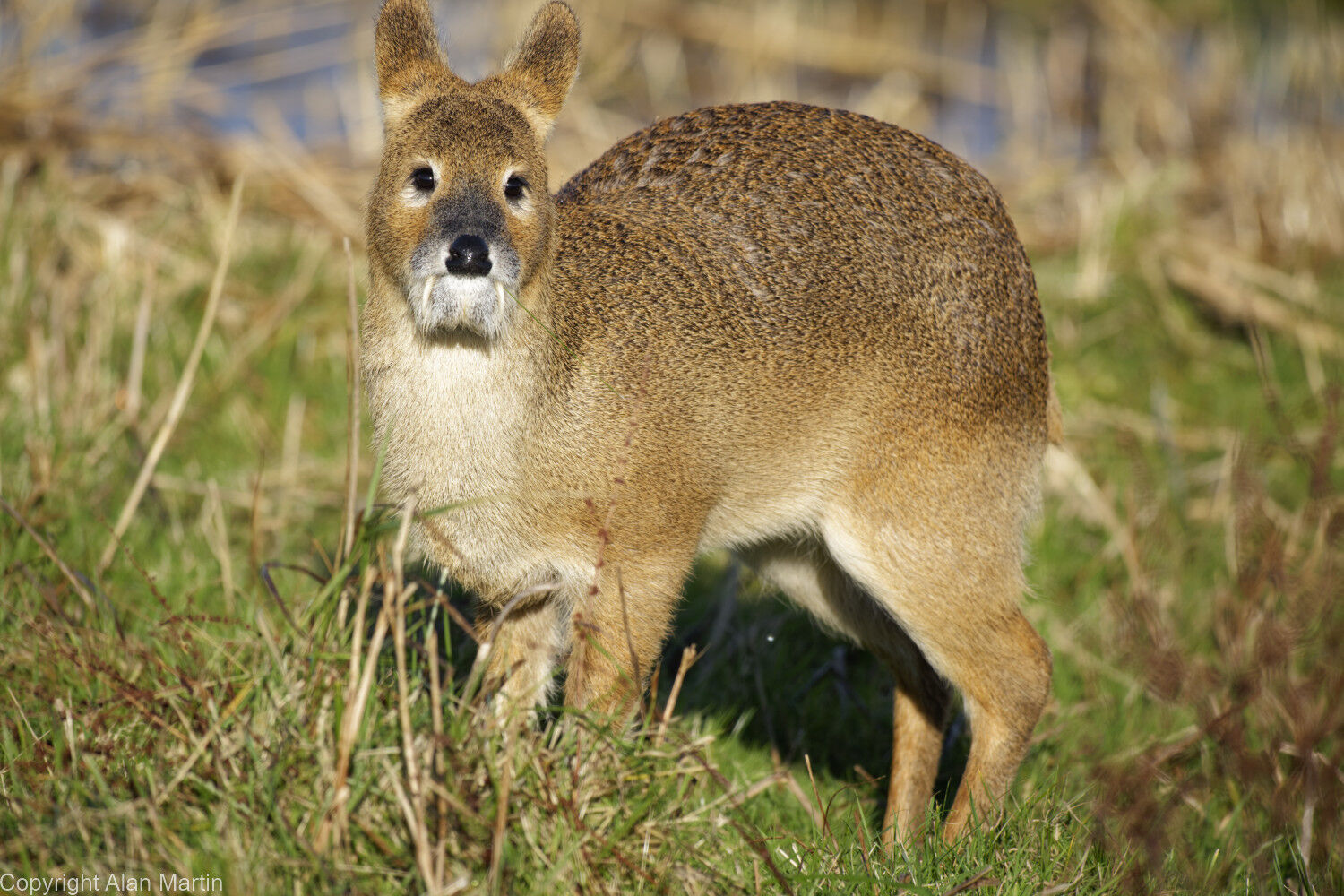 1 Chinese water deer