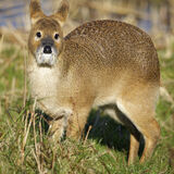 Chinese water deer