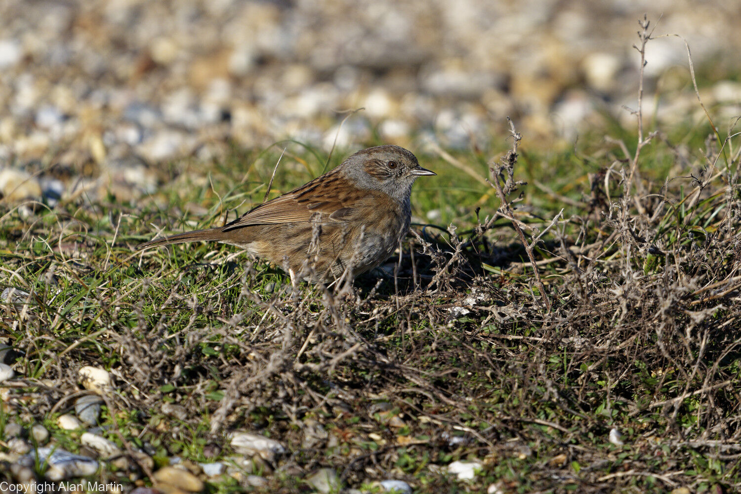 1 Dunnock on beach