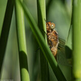 Scarce Chaser