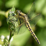 Black-tailed skimmer