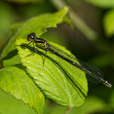 Red-eyed damselfly