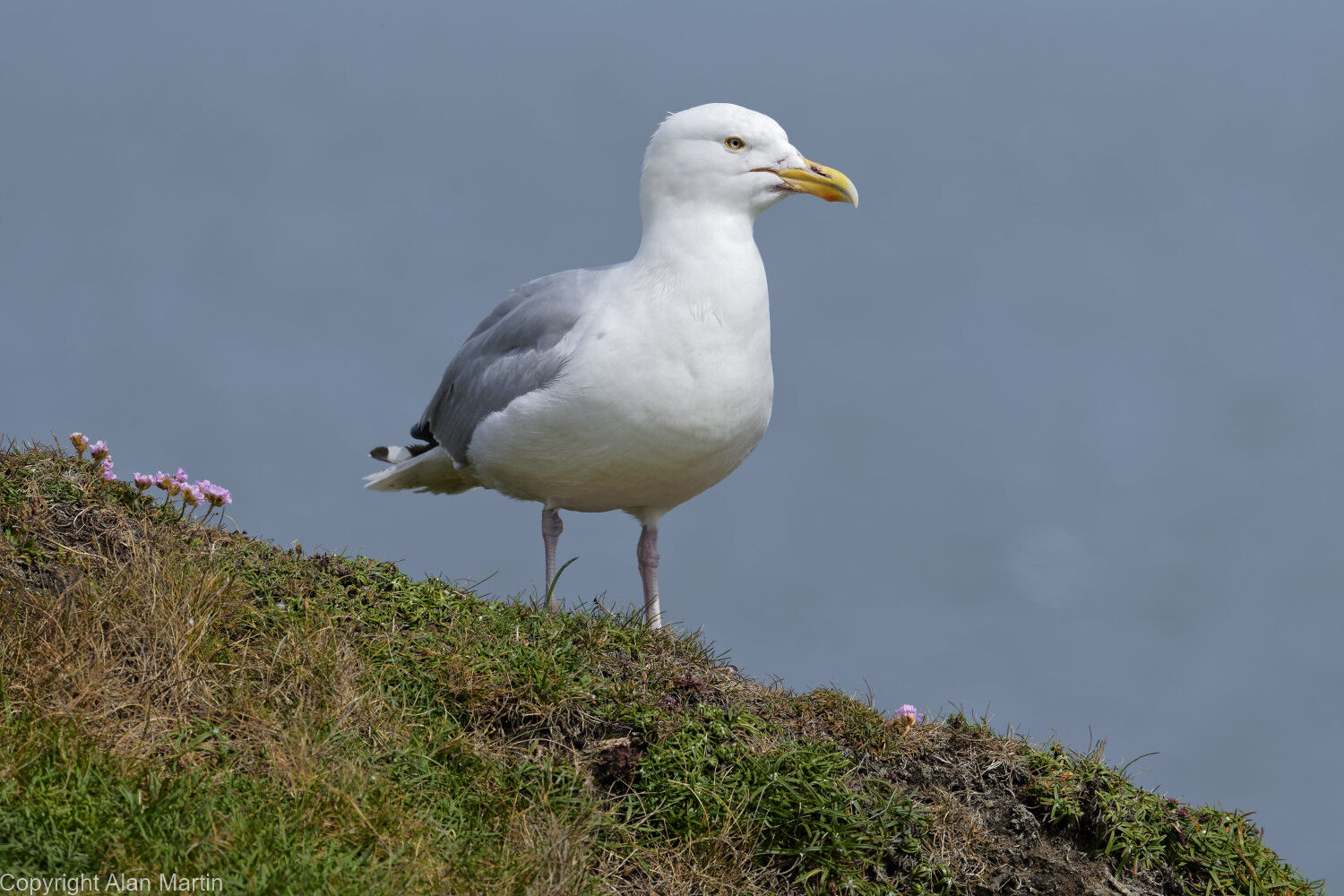 1 Flamborough cliffs.