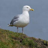 Herring gulls