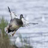Gadwall