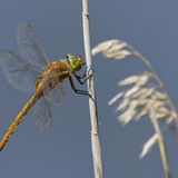 Norfolk hawker