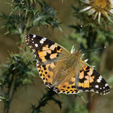 Painted Lady