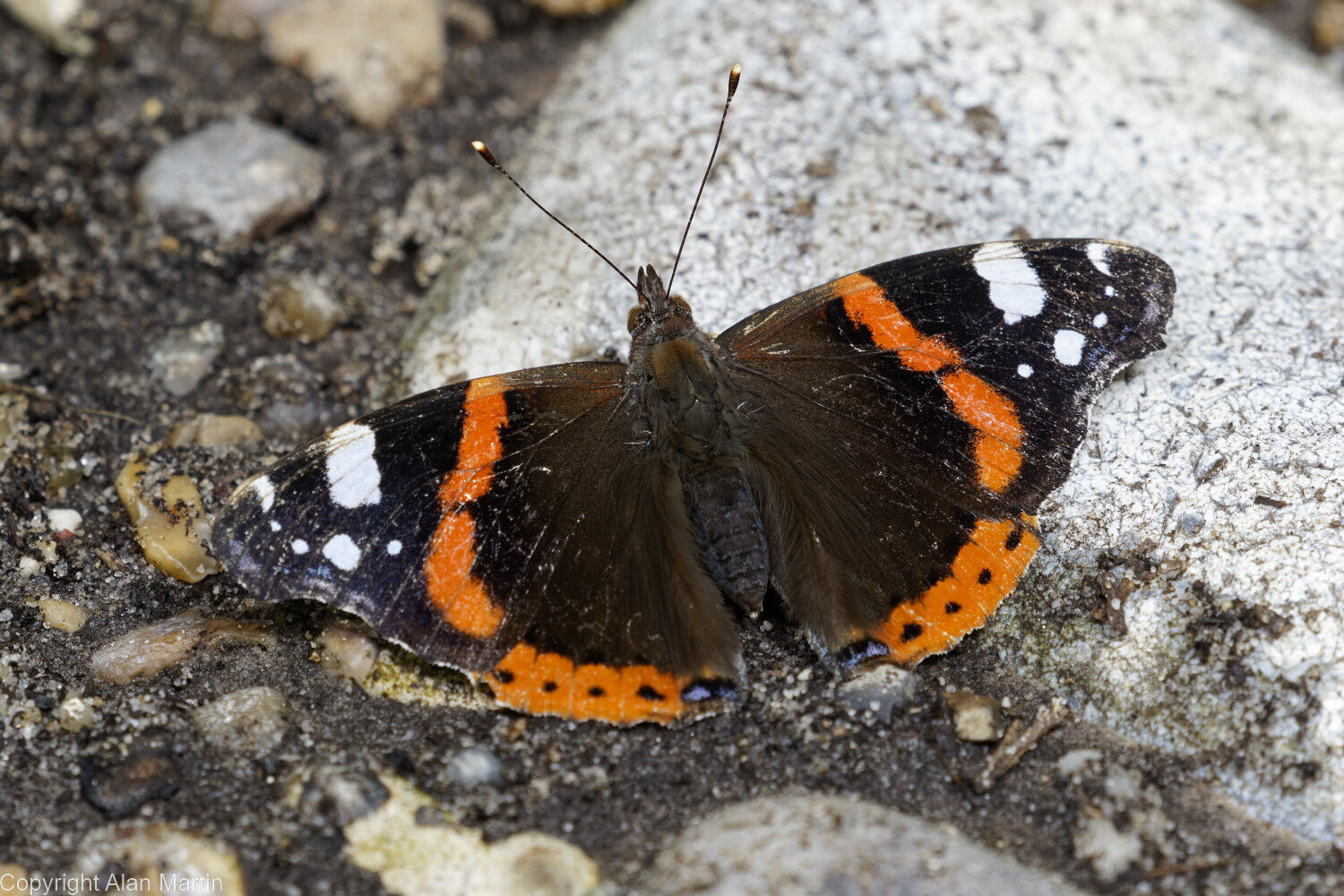 1 Red admiral