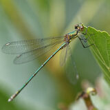 Willow Emerald