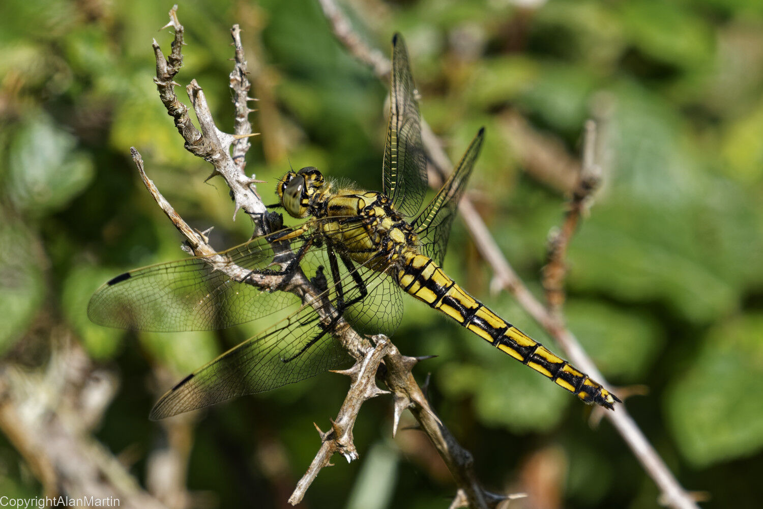 1 Black-tailed skimmer, female