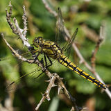 Black-tailed skimmer