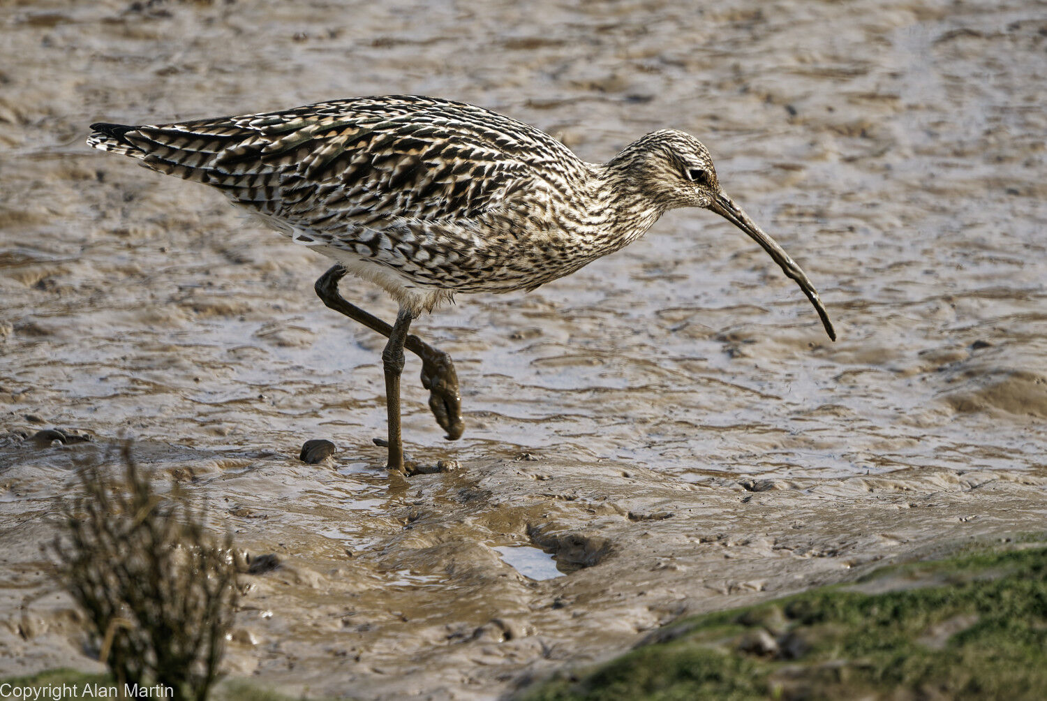 1  Curlew