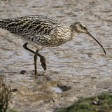 Curlew