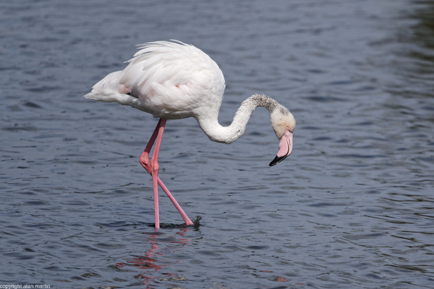 1 Flamingo