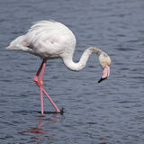 Flamingos