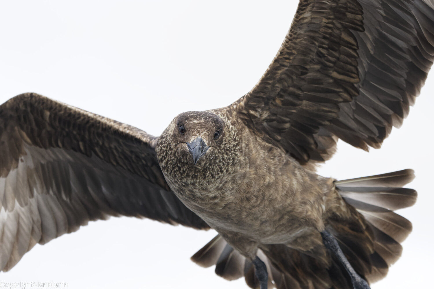 1 Great Skua