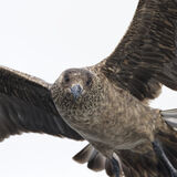 Great Skua