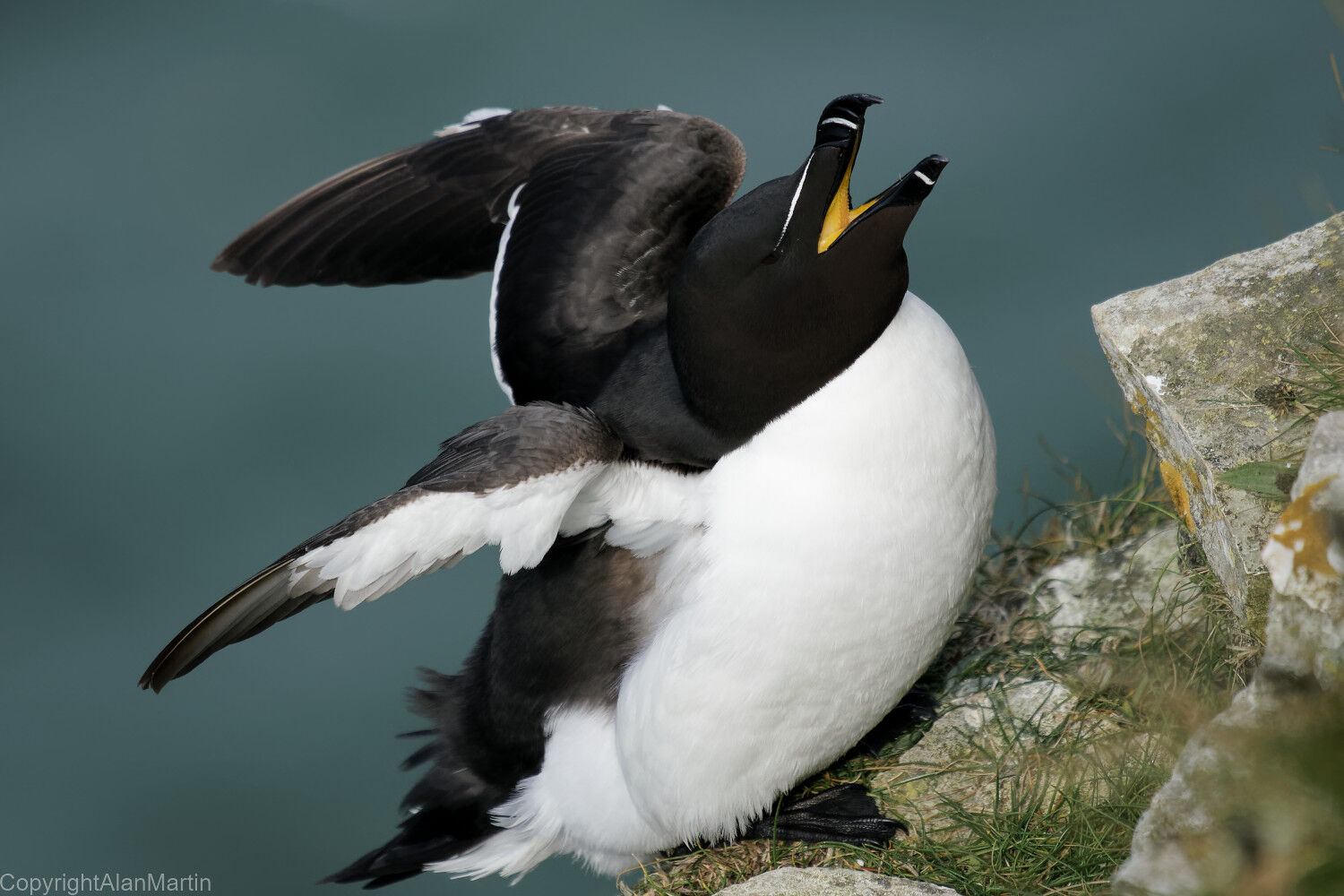 1 Razorbill