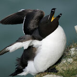 Razorbills