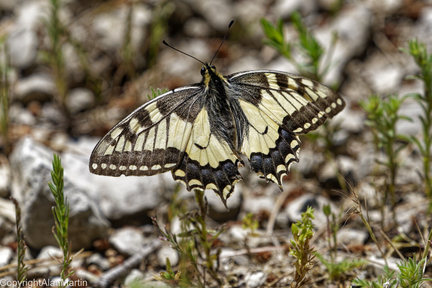 1 Swallowtail