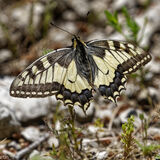 Swallowtail
