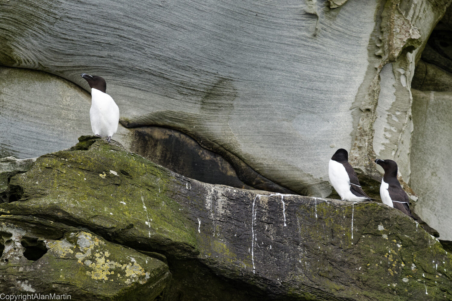 2. Razorbills