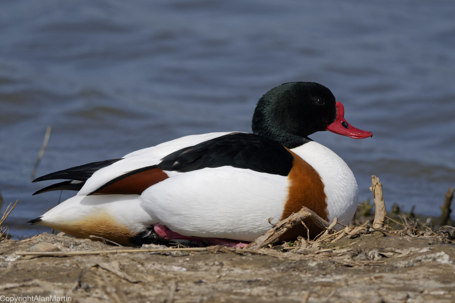 2.  Common Shelduck