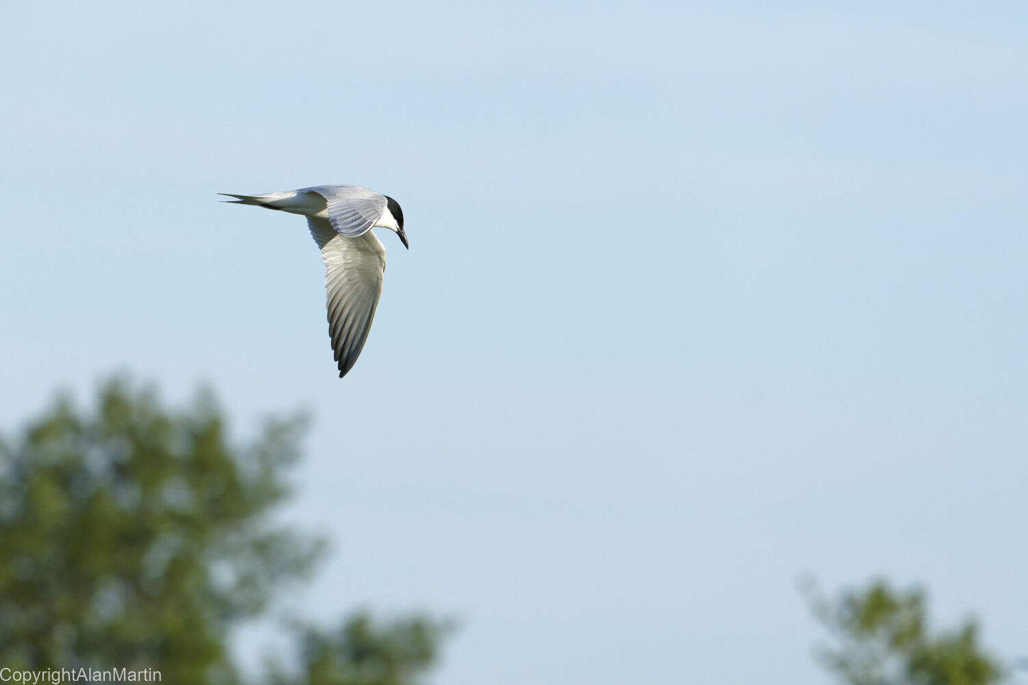 2.  Gull-billed Tern  1