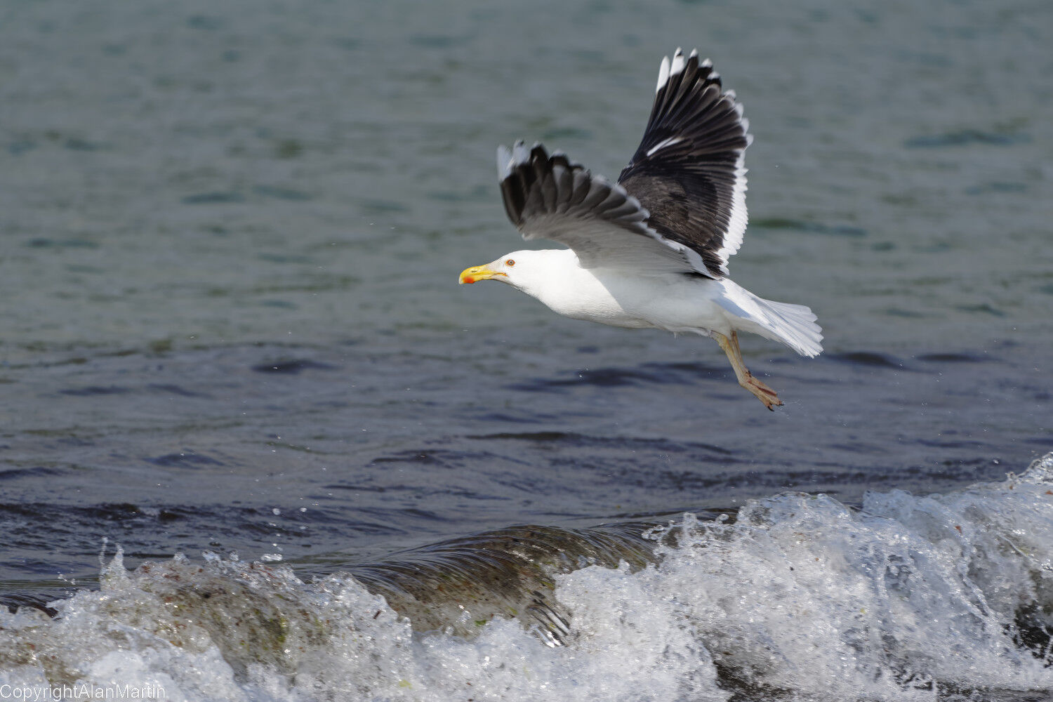 20. Great Black-backed gull