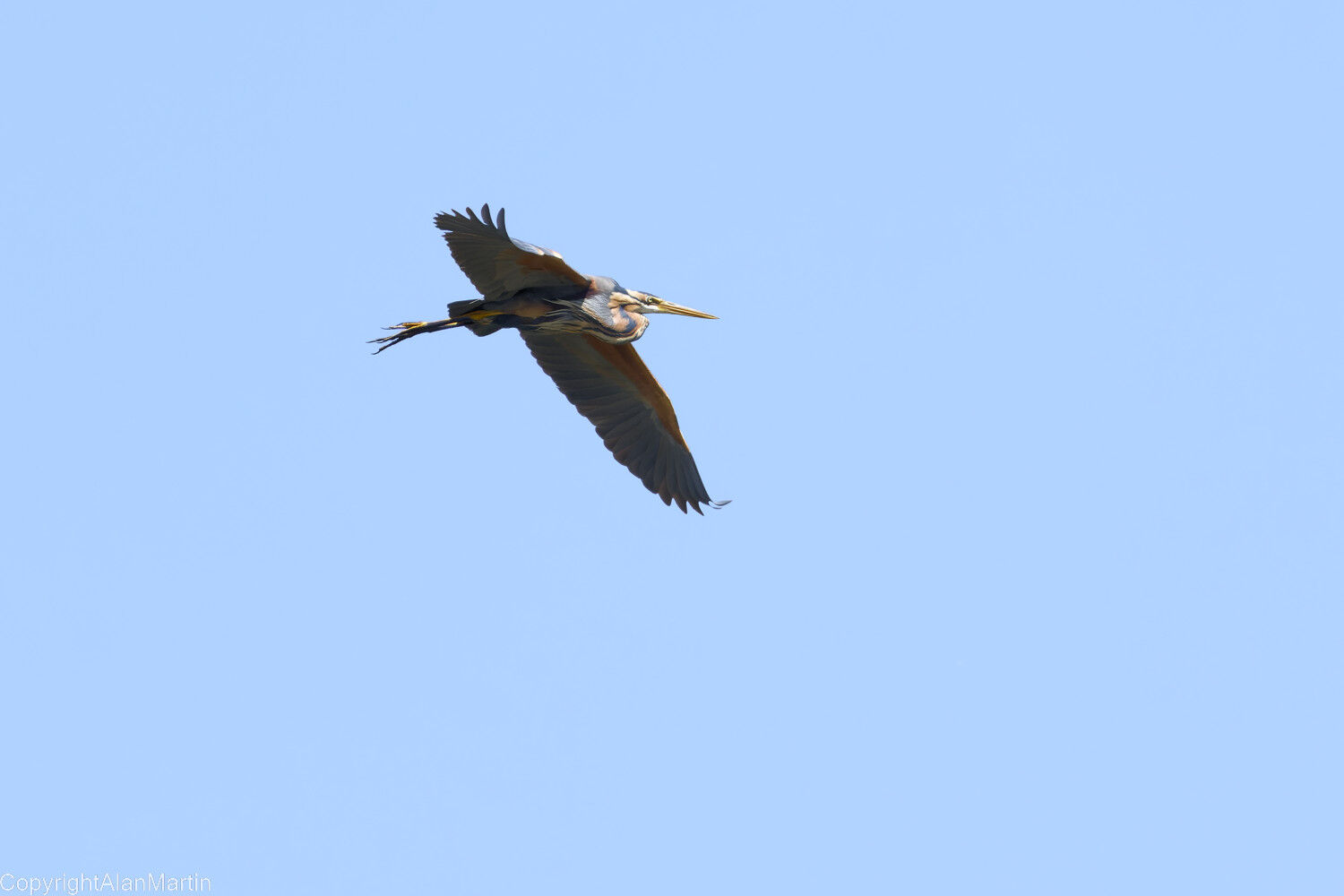 20.  Purple Heron